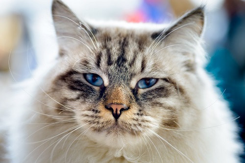 3 raisons d’avoir un highlander comme animal de compagnie